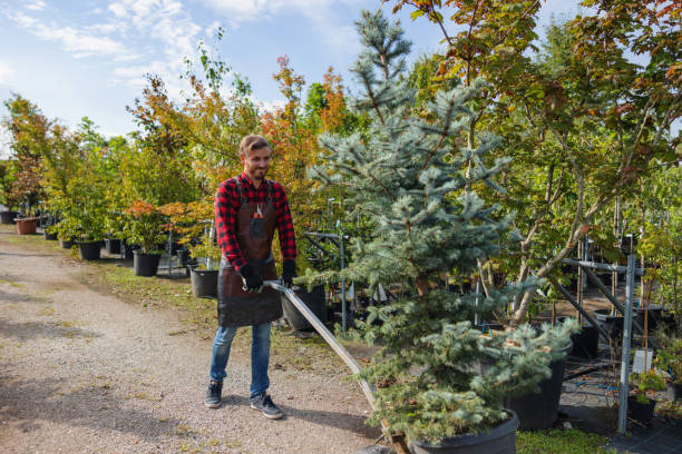 How Our Tree Care Process Works  in  Plano, KY